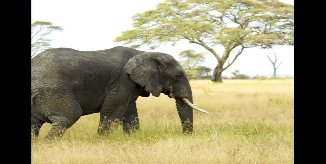 Thumbnail of Freie Bildungsmaterialien - ein wesentlicher Bestandteil der Gesellschaft von morgen